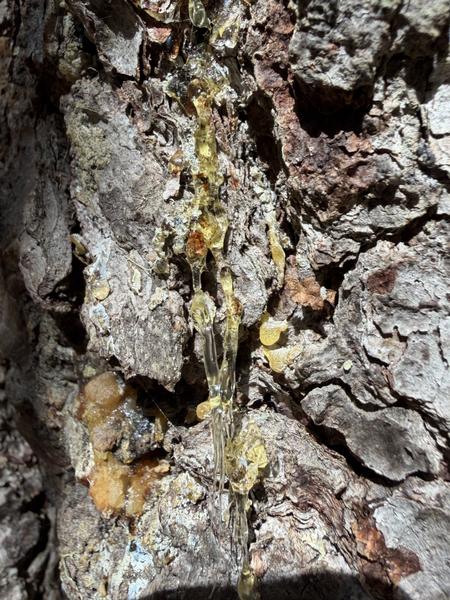 A close-up shot reveals golden, translucent tree sap oozing down the rough, textured bark of a tree